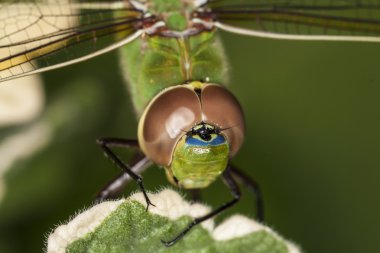 İmparator yusufçuk (Anax Imperator)