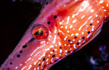 trumpetfish, Aulostomus maculatus