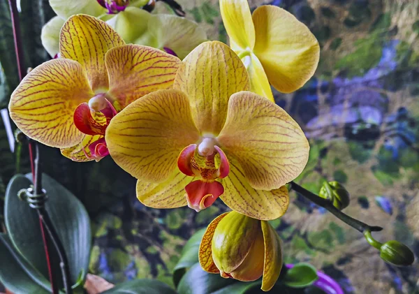 Phalaenopsis-Orchidee — Stockfoto