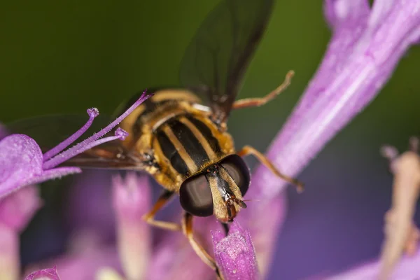 Hoverfly, Eupeodes Luniger — Zdjęcie stockowe