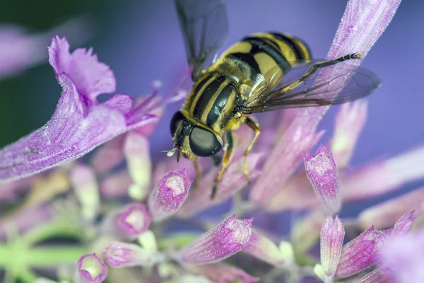 Hoverfly, Eupeodes Luniger — Zdjęcie stockowe