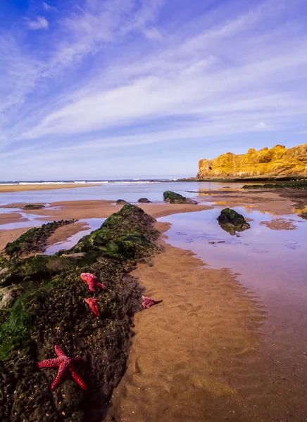 Oregon kıyılarında — Stok fotoğraf