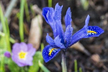 Iris unguicularis clipart