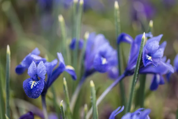 Iris unguicularis — Stockfoto