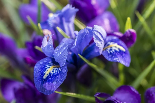 Iris unguicularis — Stock Photo, Image