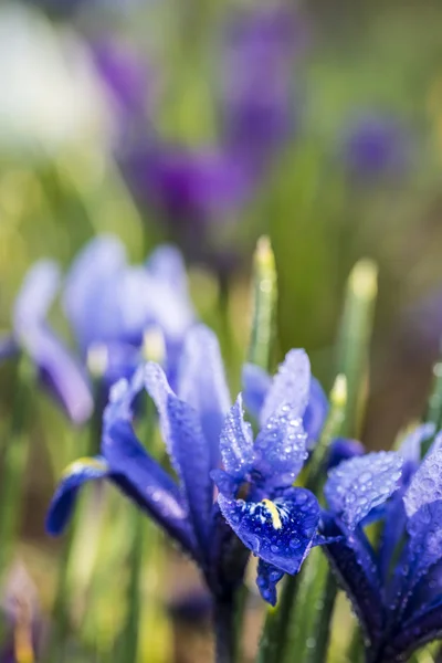 Iris unguicularis —  Fotos de Stock