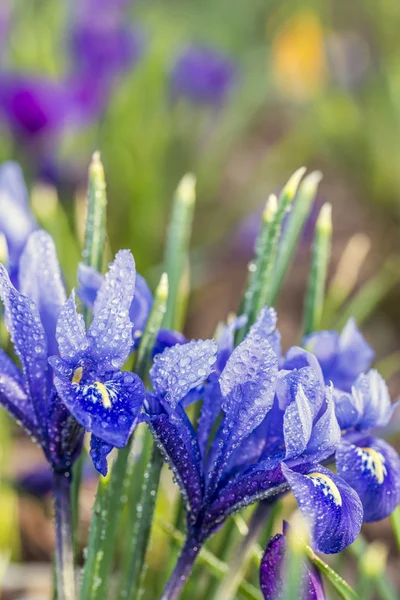 Iris unguicularis — Zdjęcie stockowe