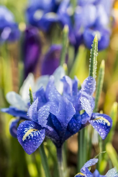 Iris unguicularis — Photo