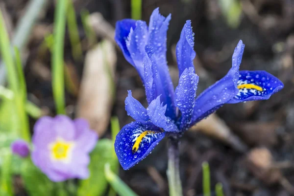 Iris unguicularis — Stock fotografie