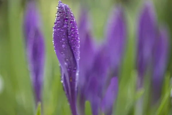 Crocus longiflorus — Stock Photo, Image