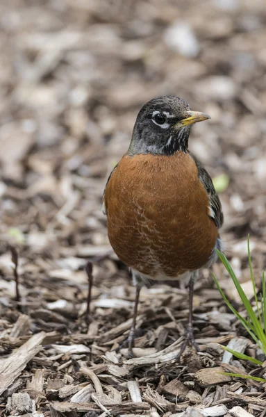 Robin americano (turdus migratorius) — Foto de Stock