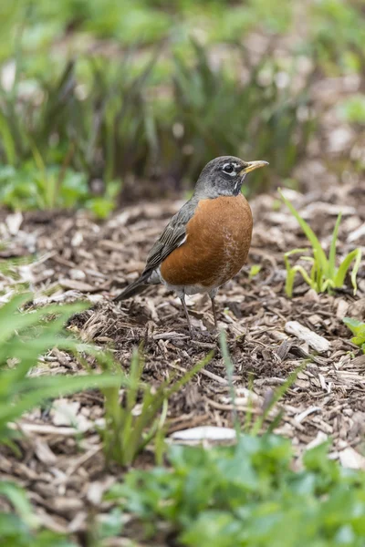 American robin (Turdus migratorius) — Stock Photo, Image