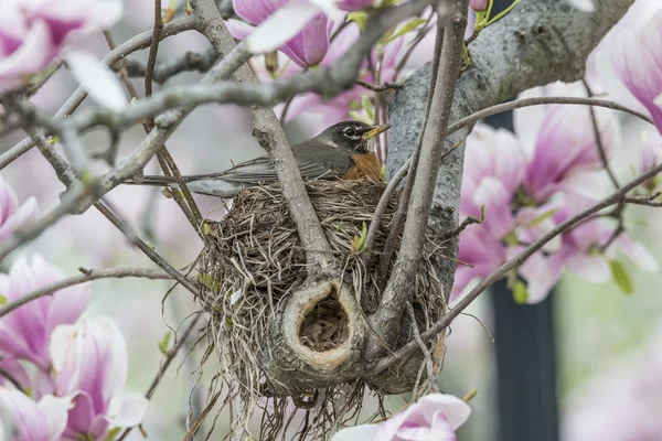 Merle d'Amérique (turdus migratorius)) — Photo