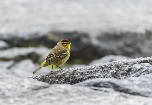 Pálmalevél (setophaga palmarum)) — Stock Fotó