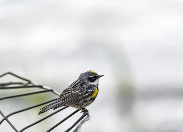 Gulstjärtad sångare (setophaga coronata)) — Stockfoto