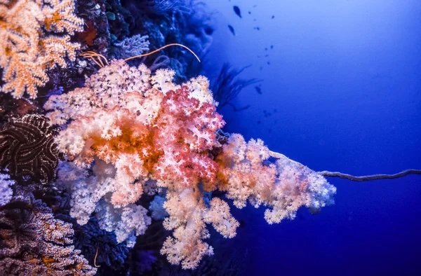 Dendronephthya corales blandos — Foto de Stock