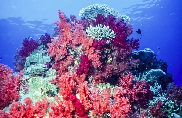 Dendronephthya coralli molli — Foto Stock