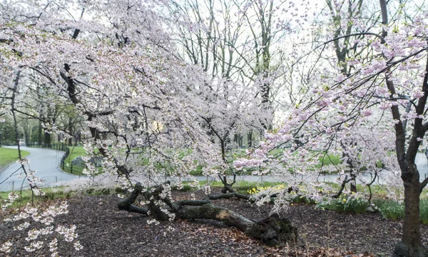 Yoshino körsbär — Stockfoto