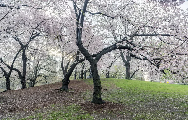 Yoshino cherry — Stockfoto