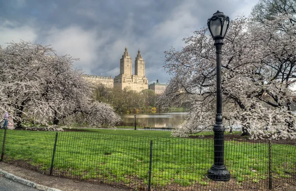 Våren Central Park, New York City — Stockfoto