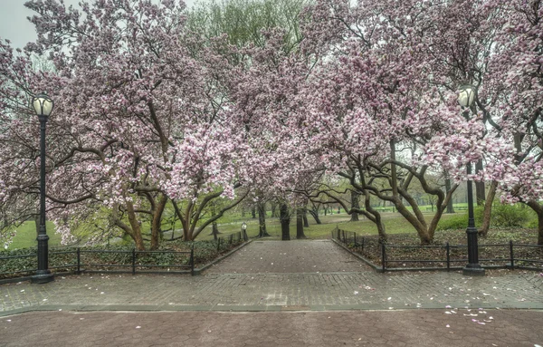 Magnolia trees in spring Central Park, New York City — Stock Photo, Image