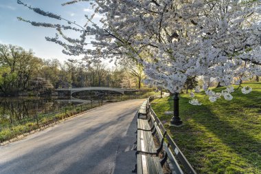 Central Park, New York Şehri