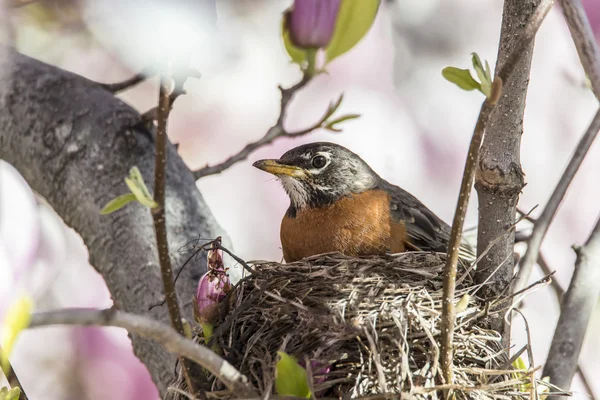 아메리카 로빈 (turdus rigratorius) — 스톡 사진