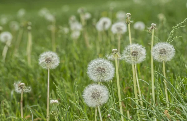 Dandelion seed head — Stock Photo, Image