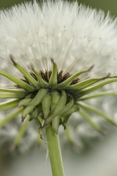 Dandelion seed head — Stock Photo, Image