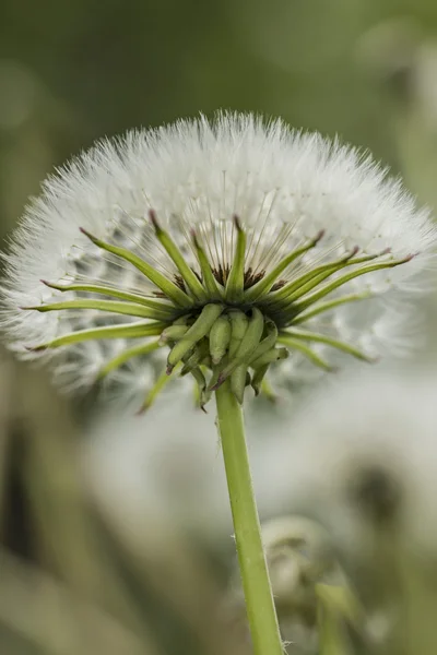 Dandelion seed head — Stock Photo, Image