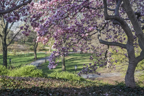 Central Park magnolie strom — Stock fotografie