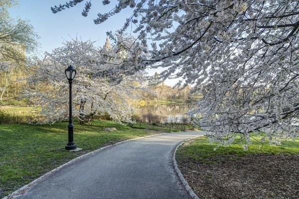 Central park våren — Stockfoto