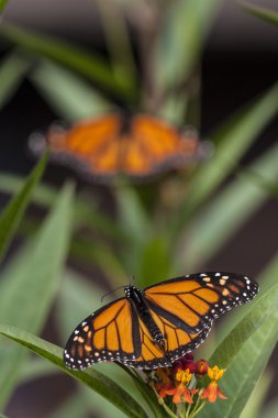  monarch butterfly (Danaus plexippus)  clipart