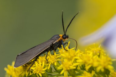 Rover fireflies, Photinus, ateş böcekleri