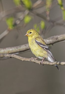 Amerikan Saka kuşu (Spinus tristis)