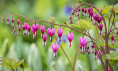 Kanama Lamprocapnos spectabilis duymak