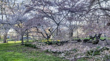 Central Park'a bahar