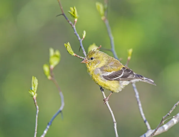 American goldfinch (Spinus tristis) — Stock Photo, Image