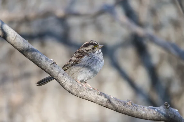 Domácí vrabec (Passer domesticus) — Stock fotografie