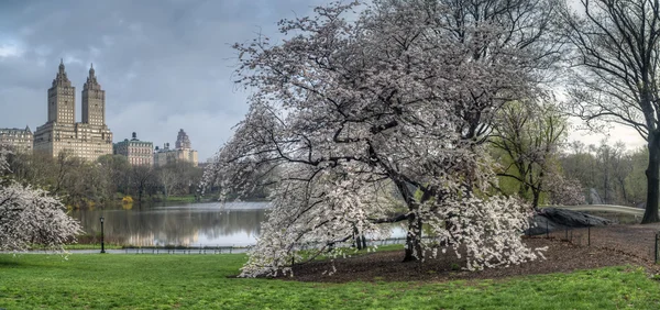 Central park våren — Stockfoto