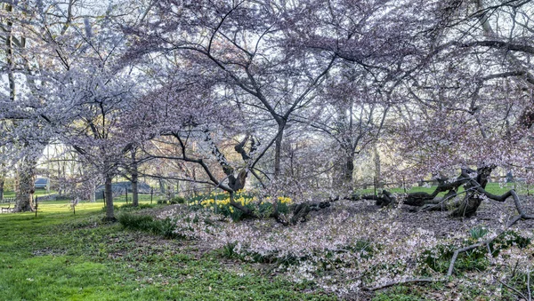 Central park våren — Stockfoto