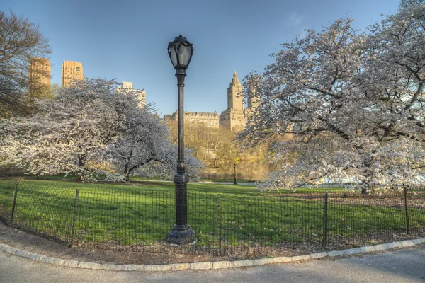 Primavera del parque central — Foto de Stock