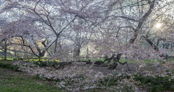 Primavera parco centrale — Foto Stock
