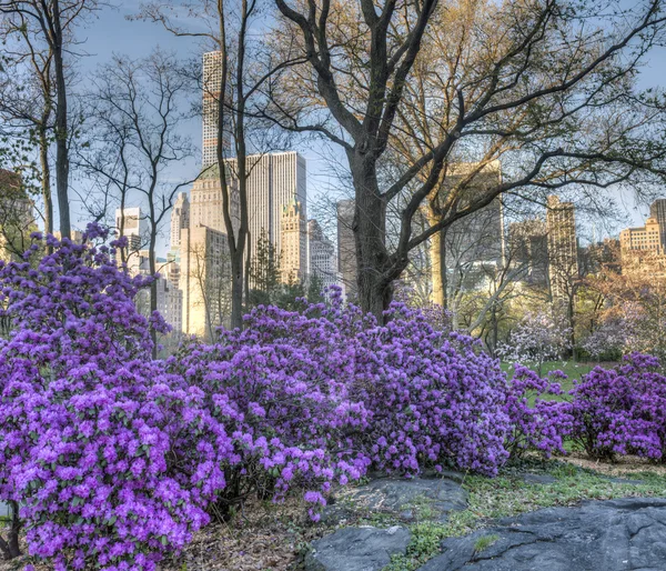 Primavera parco centrale — Foto Stock