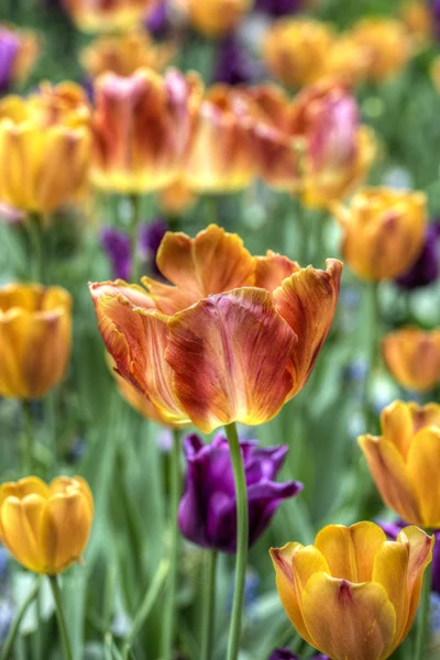 The tulip is  flowers in the genus Tulipa, — Stock Photo, Image