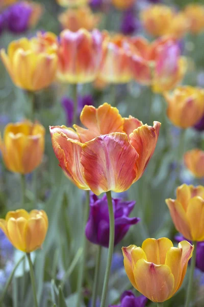 De tulp is bloemen in het geslacht tulipa, — Stockfoto