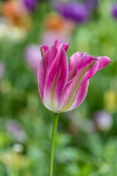 The tulip is  flowers in the genus Tulipa, — Stock Photo, Image