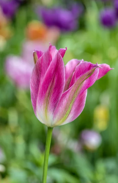 A tulipa é uma flor do género Tulipa , — Fotografia de Stock