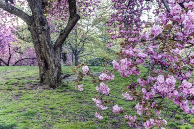 Crab Apple Tree - Malus 'Purple Prince'