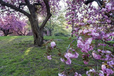 Crab Apple Tree - Malus 'Purple Prince'